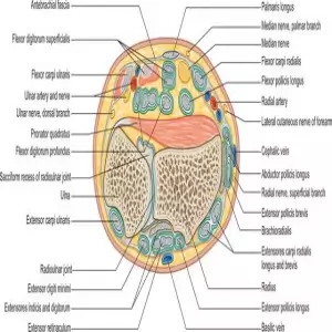 Wrist Cross Section